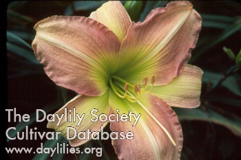 Daylily Distant Drums